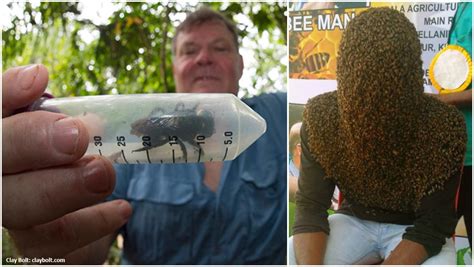 Record Breaking Bees From A Monster Species To A Head Fully Covered In Them Guinness World