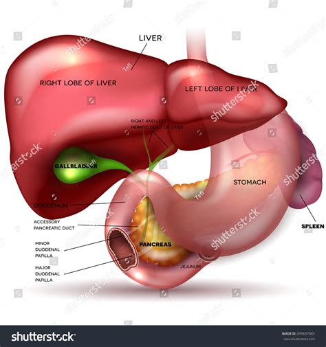 What are the four functional groups of liver components? Liver Stomach Pancreas Gallbladder Spleen Detailed Stock ...
