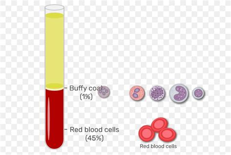 Buffy Coat Red Blood Cell Blood Plasma White Blood Cell Png 666x550px
