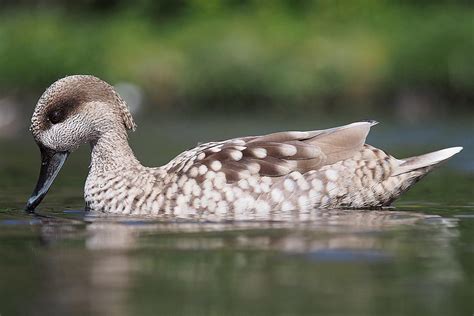 A Z List Of Wild Duck Species With Common And Scientific Names Plus