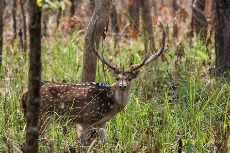 Spotted Deer In Royal Chitwan National Park Del Colaborador De