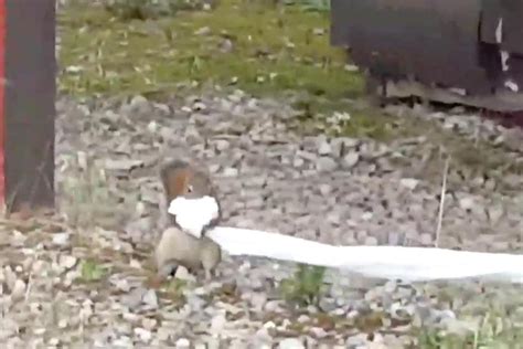 Mischievous Squirrel Steals Campers Toilet Paper Supply Upi Com