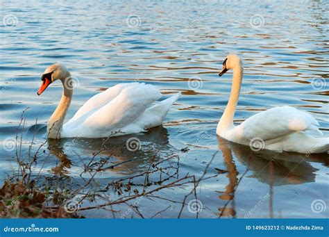 Wild Waterfowl On The Lake Two Swans On The Pond Stock Photo Image