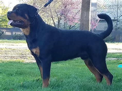 We offer a variety of breeds in ohio and surrounding states from reputable dog ohio, also known known as the buckeye state is well known for being the birthplace of seven u.s. The Best Parrots In The World: German Rottweiler Puppies ...