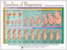 Fetal development process chart and changes in height and weight