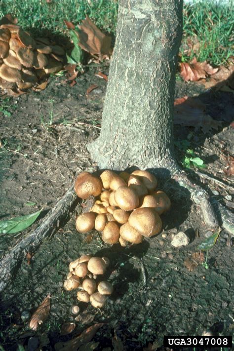 Armillaria Root Rot Armillaria Tabescens