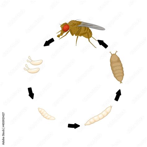 Fruit Fly Life Cycle