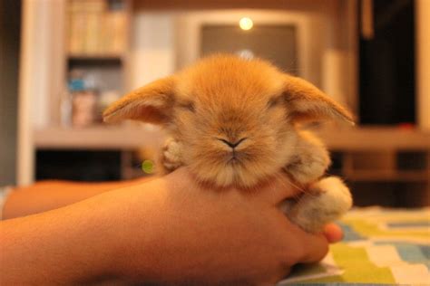 Search Images American Fuzzy Lop Rabbit Breeds Rabbit