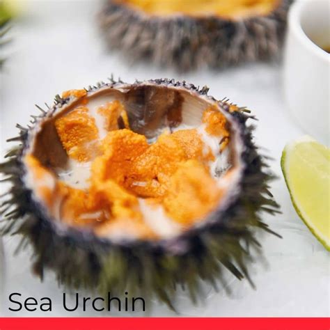 All About Sea Urchins Uni Taste Types How To Cook Chefs Pencil