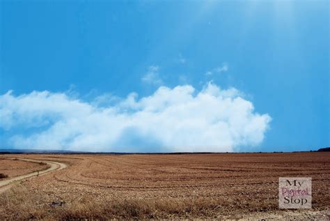Digital Digital Backdrop  Pasture Landscape Wheatfield Sky Scenic