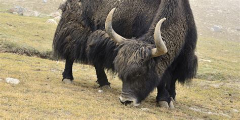 Yak Cross Beef Alberta Rancher Looks To Raise Profile Of Unusual Meat