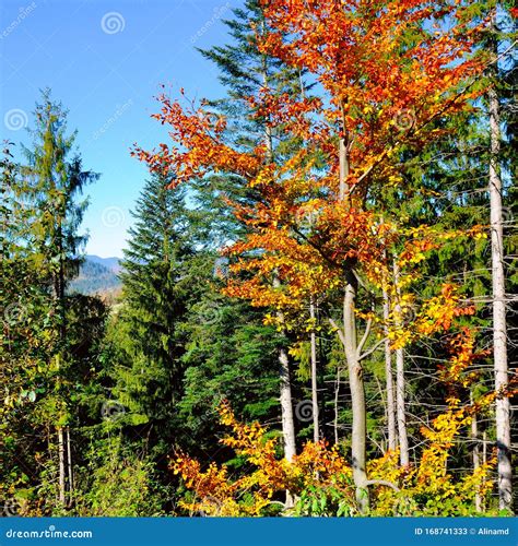 The Mountain Autumn Landscape With Colorful Forest Stock Image Image