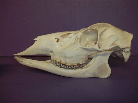1 Real Doe Deer Skull Animal Bone Teeth Head Buck Craft Good Etsy