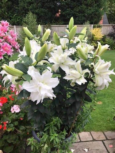Buy Lily Bulbs Empress Double Oriental Lily Gold Medal Winning