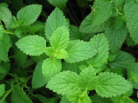 Uses For The Peppermint Plant Jills Home Remedies
