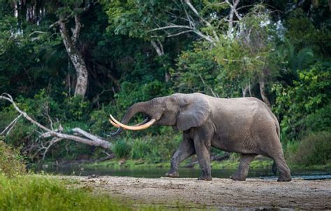 Republic Of Congo African Rainforest African Forest Elephant Wilderness