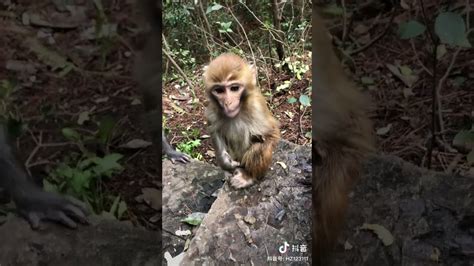 Adorable Baby Monkeys 🙊 Monkey Lyly 😍 Tik Tok Animals118 Youtube