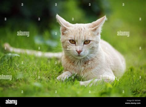 Red Cream Tabby Cat Lying On A Lawn Germany Stock Photo Alamy