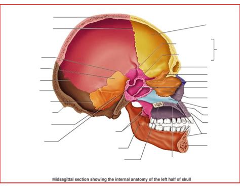 Bones Of The Head Midsagittal Section Diagram Quizlet