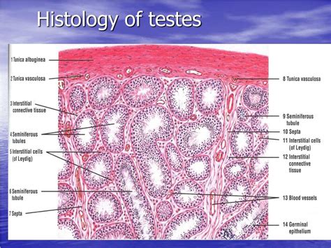 PPT Histology Of The Male Reproductive System Repro PowerPoint Presentation ID