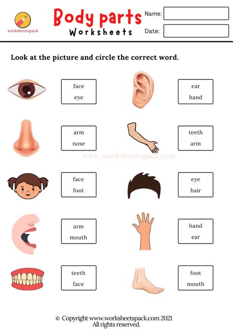 Body Parts Worksheets Worksheetspack