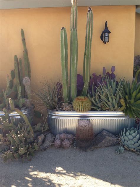 Oasis Cactus Planter Succulents In Containers Planters Backyard