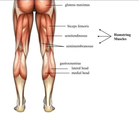 Preventing Hamstring Injuries