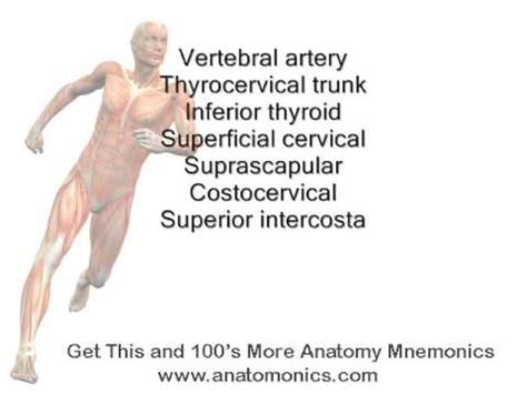 Subclavian Artery Branches Mnemonic YouTube