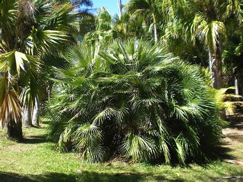 The Perfect Palm For The South Australian Climate Palms Online Australia