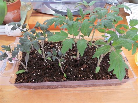 Tomato Phosphorus Deficiency The Green Thumb 20