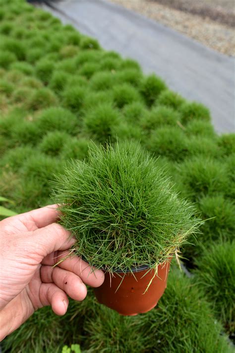 Zoysia Tenuifolia No Mow Grass Bamboo Land Nursery Qld Australia