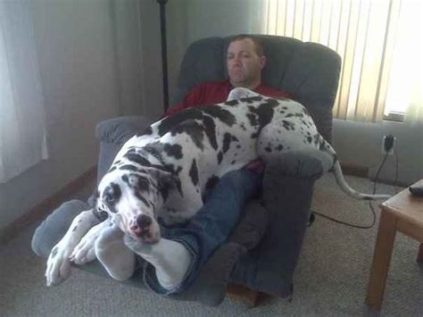 These are stunningly beautiful animals. 20 Giant "Lap Dogs" Who Might Crush You With Love