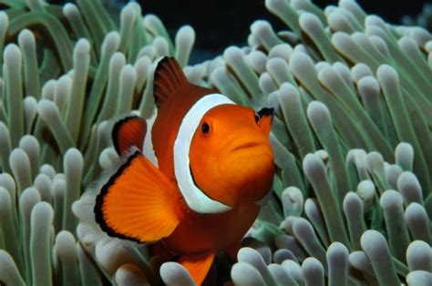 Clown Fish Or Nemo Great Barrier Reef Coral Sea South Pacific Ocean