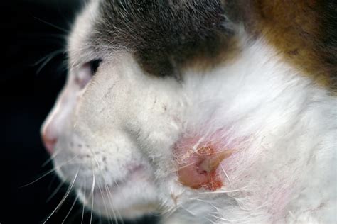 If it seems to be draining more or the same amount of cats that fight are not only at increased risk for abscess formation but also the spread of dangerous diseases such as pictures and answers to other people's questions helped. Cat Abscesses: Causes & Treatment | Sydney Vet Specialists