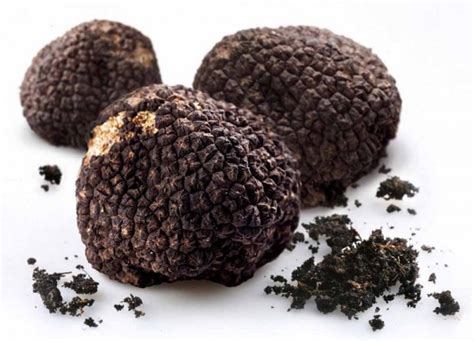 Truffle Challenge Chefs To Battle With Pricey Ingredient Jan 12