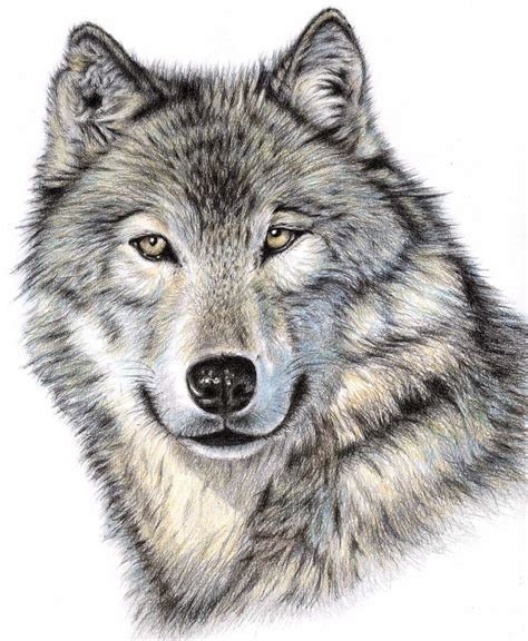The Wolf Drawing The Wolf Fine Art Print Portrait Au Crayon Pencil