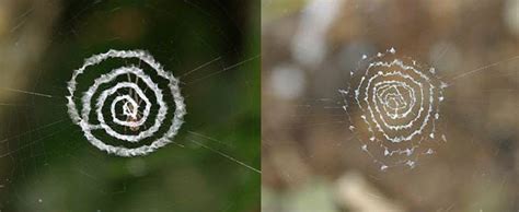 These Spiders Decorate Their Webs With Mysterious Patterns Photos