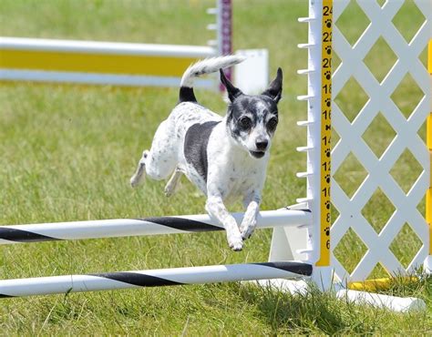 31 Rat Terrier Mixes Complete Guide 2023 Canine Hq