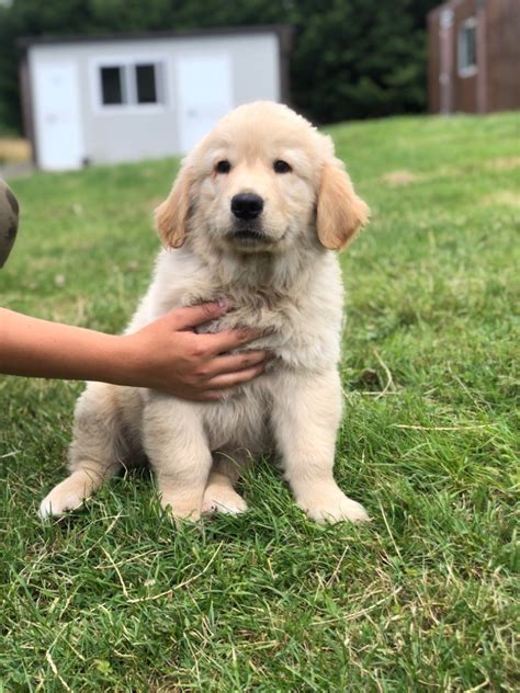 Accueil Elevage De La Gabrière Eleveur De Chiens Golden Retriever