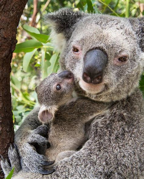 Koala Joey Kissing Mom Photo Baby Animal Prints By Suzi