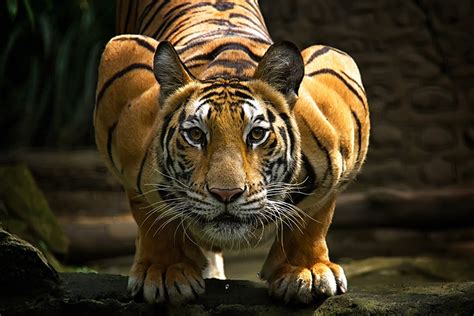 Stunning Pictures Of Tigers That Will Mesmerize You Planet Custodian