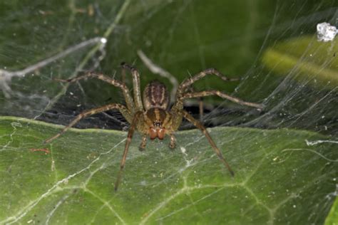 Agelenopsis American Grass Spider Usa Spiders