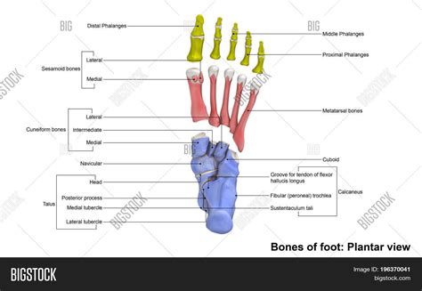 Forefoot Contains Five Image And Photo Free Trial Bigstock