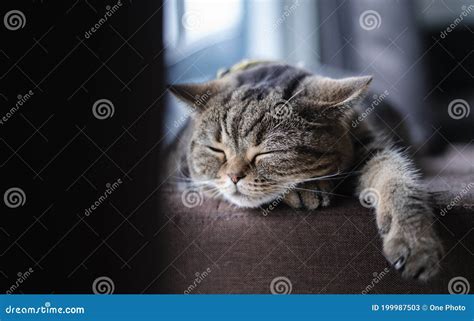 Cat Cute Little Cat Sleeping On Sofa At My Home Cat Perfect Dream Stock