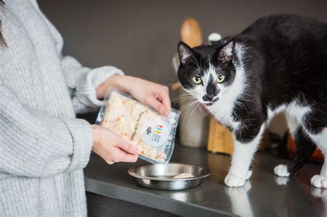 Interested in trying a fresh cat food delivery service and wondering whether nom nom or smalls is the better option? Cat Food Delivery Service: Nutritious, Delicious Food For ...