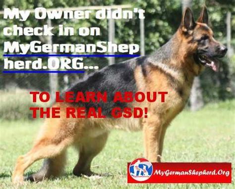 Real German Shepherd German Shepherd Original German Shepherd Shepherd