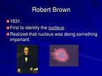 PPT - History of the Cell PowerPoint Presentation, free download - ID ...