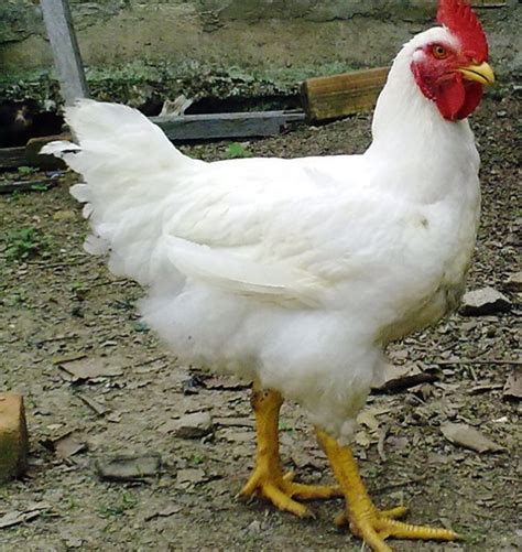 Poultry Farming Top Chicken Breeds In India For Egg And Meat