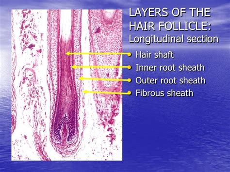 Hair Root Sheath Microscope Hair Follicle Anatomy Skin Structures Root