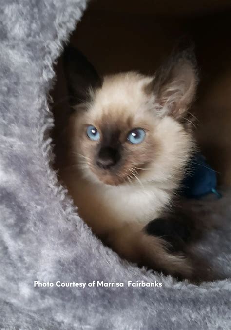Purebred Balinese Kittens For Sale